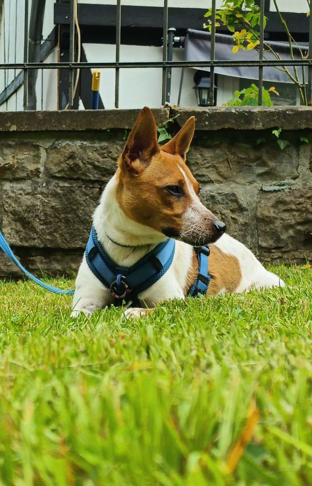 Hundetreffen-Milo sucht Artgenossen zum Gassi gehen und spielen-Profilbild