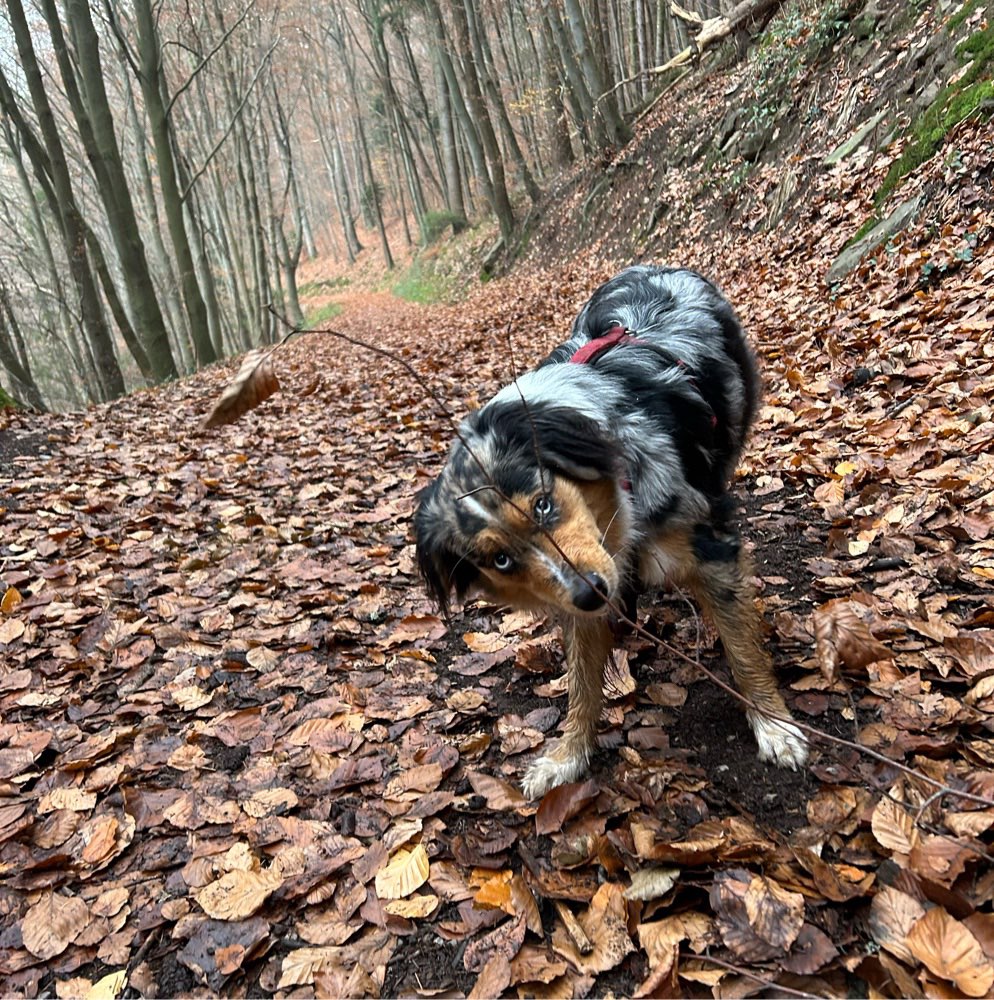 Hundetreffen-Spiel/Gassi/Wander - Treffen-Profilbild