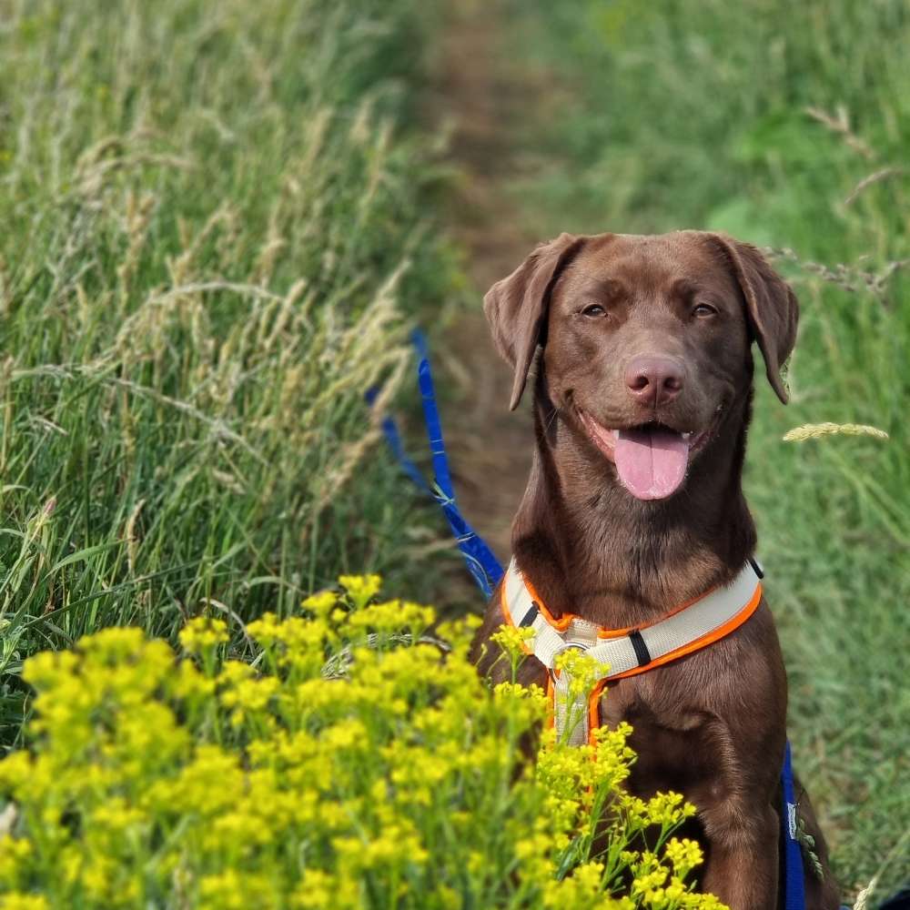 Hundetreffen-Gassi-Partner 🐾 gesucht!-Profilbild