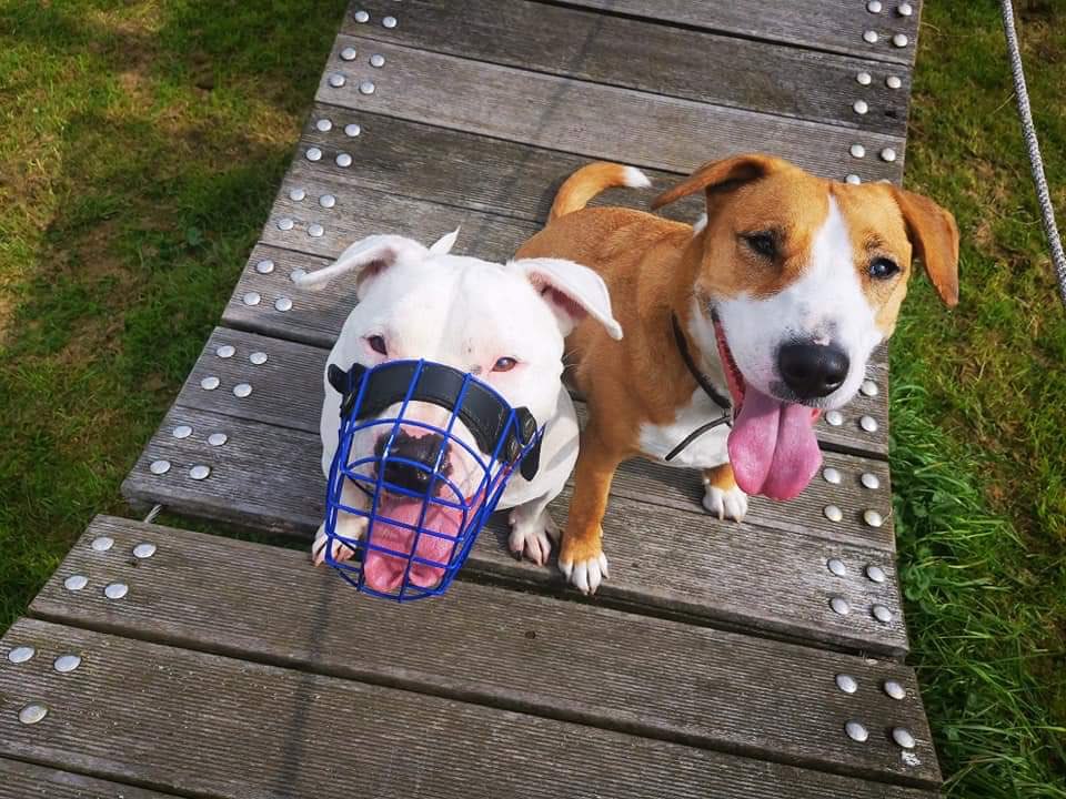 Hundetreffen-Suche Leute zum Gassi gehen für unverträglichen Hund-Profilbild