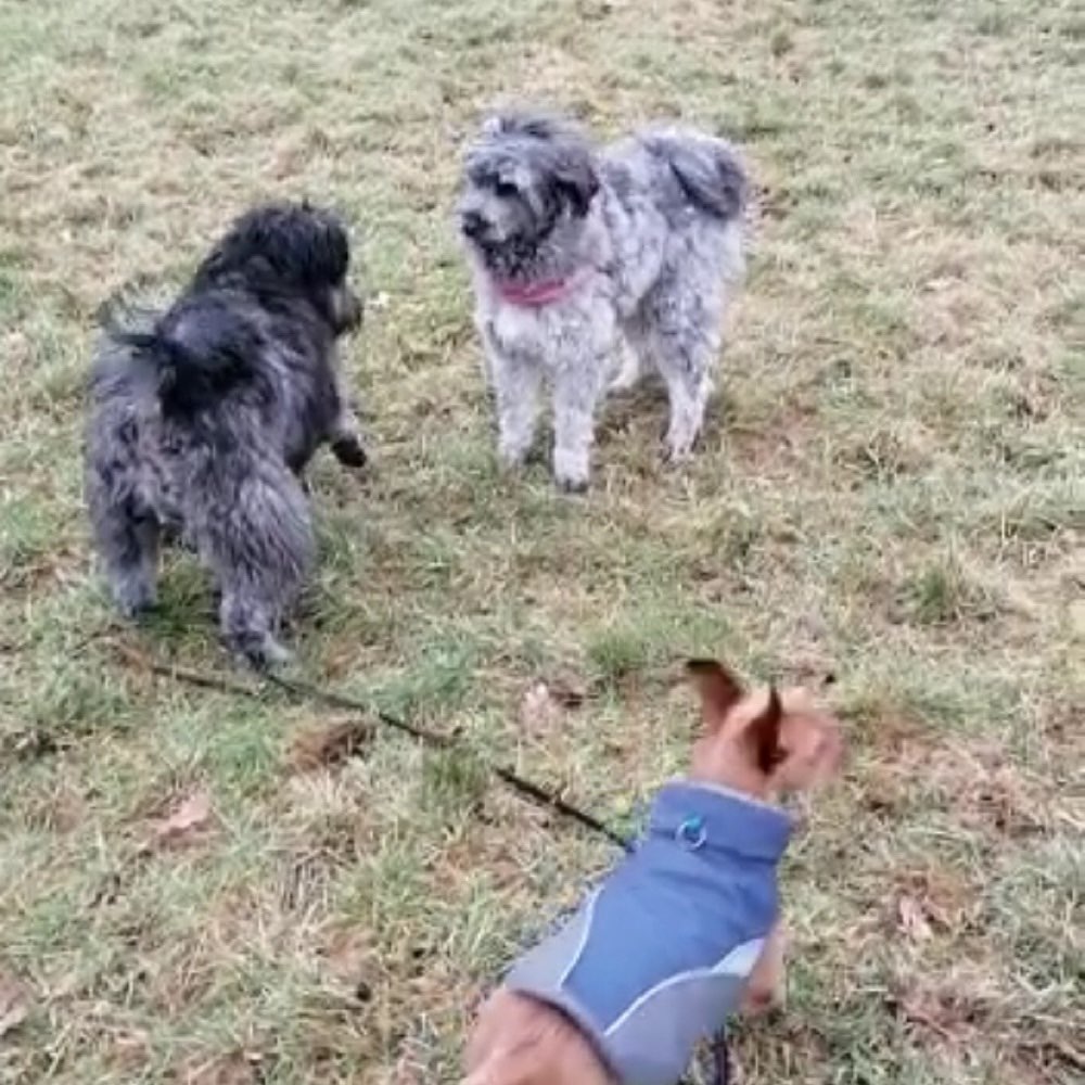 Hundetreffen-Kleine Racker Bande-Profilbild