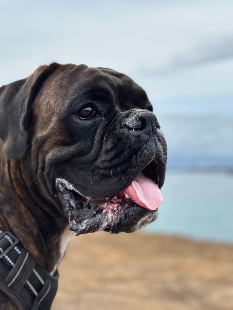 Hundetreffen-🐾 Energiegeladener Spielkamerad für jungen Boxer gesucht!-Profilbild