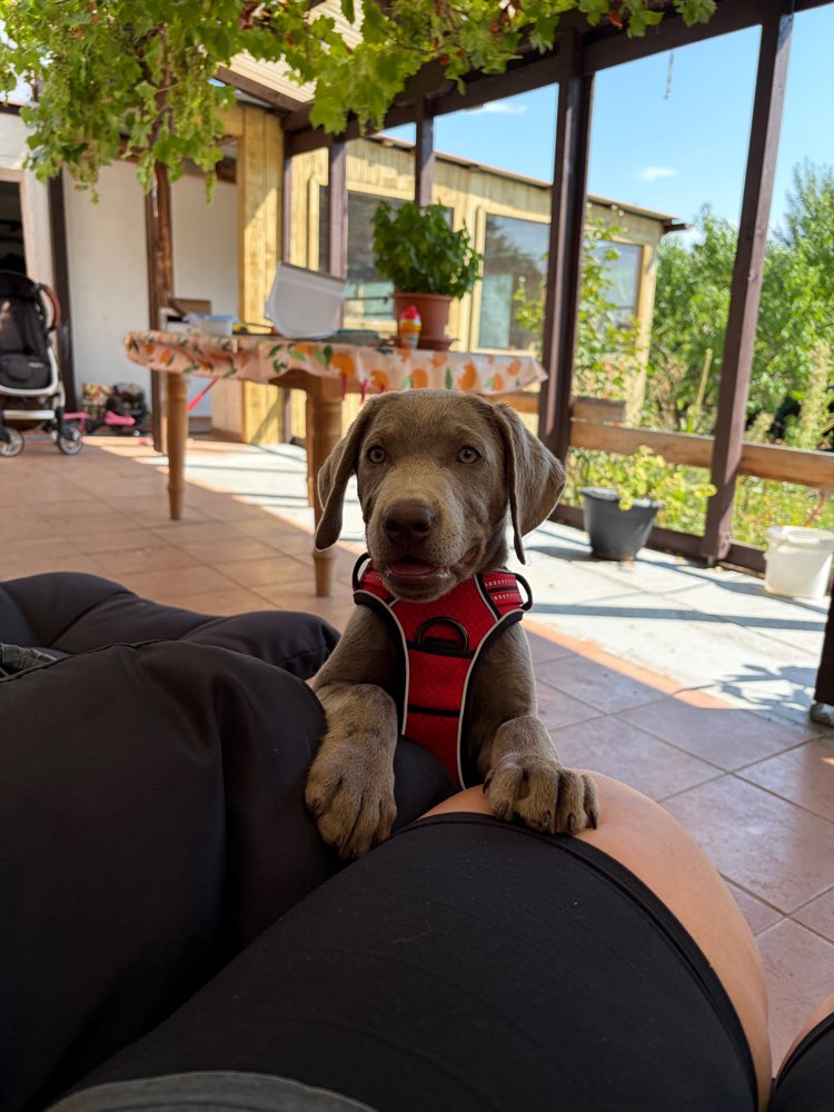 Hundetreffen-Welpentreff-Profilbild
