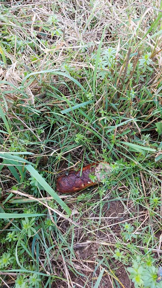 Giftköder-Bratwurst in der Wiese-Profilbild