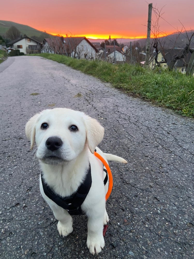 Hundetreffen-Welpentreff Erlenbach-Profilbild