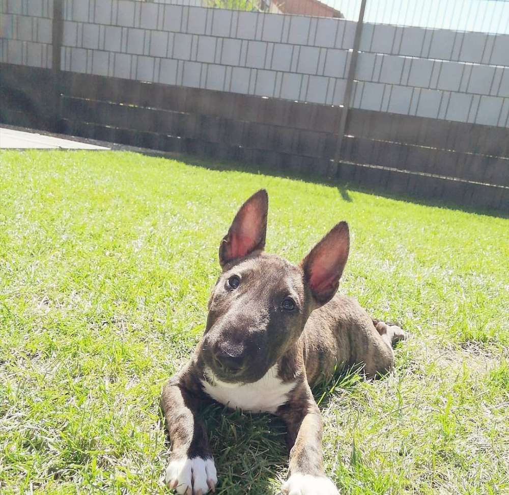 Hundetreffen-Welpen/Junghundetreff-Profilbild