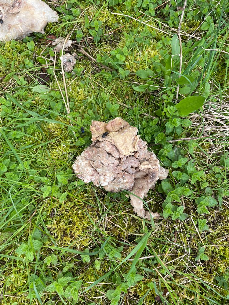 Giftköder-Schlachtabfälle-Profilbild