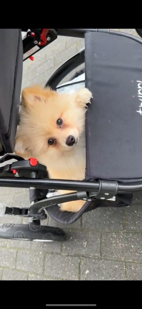 Hundetreffen-Kleinspitz Welpe sucht Freunde zur Sozialisierung-Profilbild