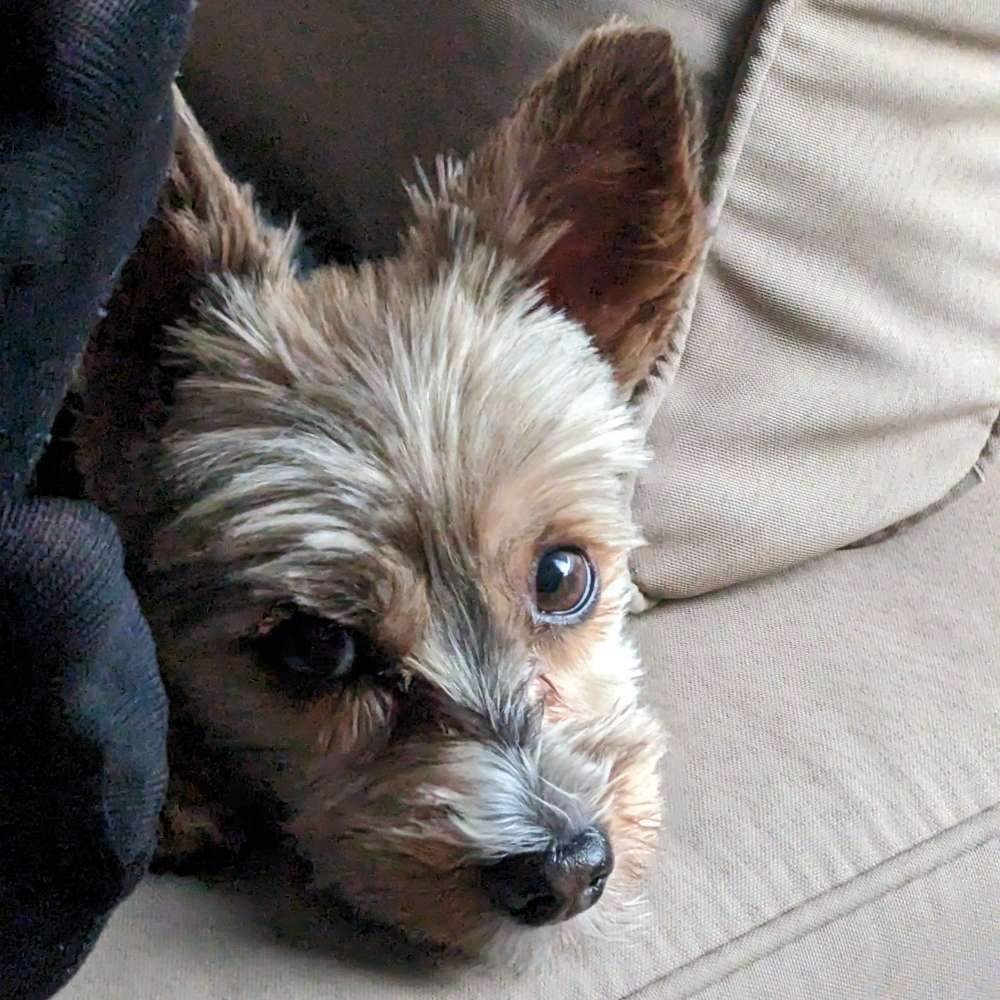 Hundetreffen-Gassirunde-Profilbild