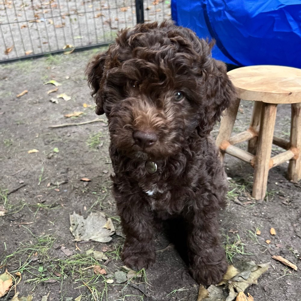 Hundetreffen-Welpen treffen / neue Freunde-Profilbild