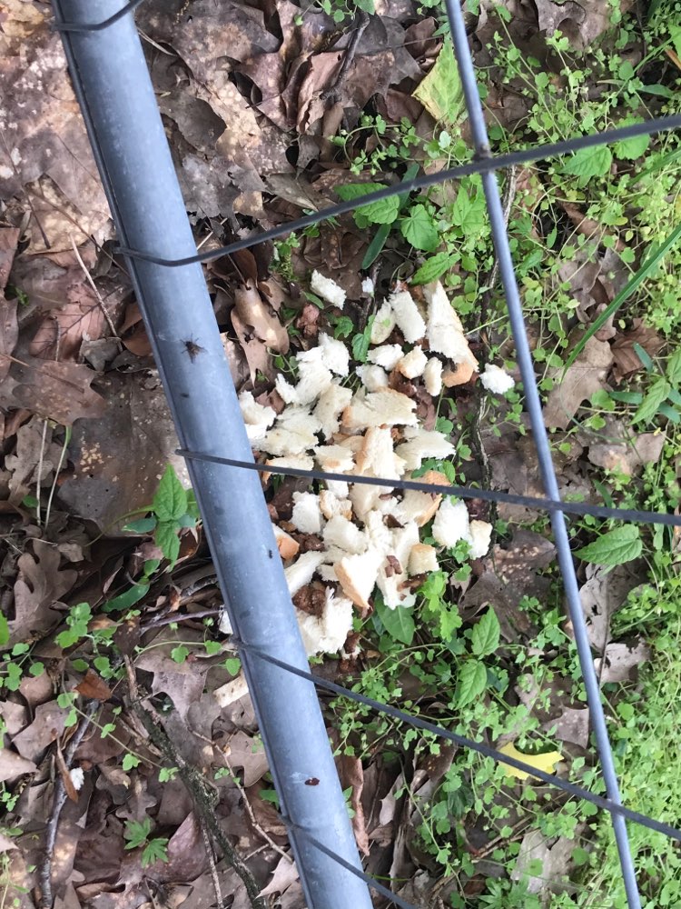 Giftköder-Giftköder-Profilbild