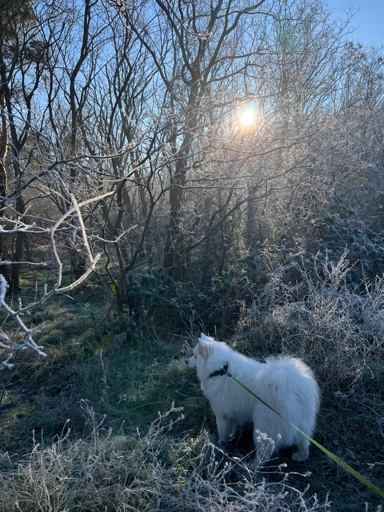 Hundetreffen-Gemeinsam spazieren gehen :)-Profilbild