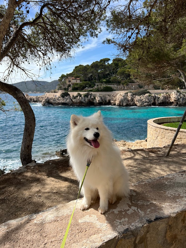 Hundetreffen-🐶 Gemeinsam macht Gassi gehen mehr Spaß! 🐾-Profilbild