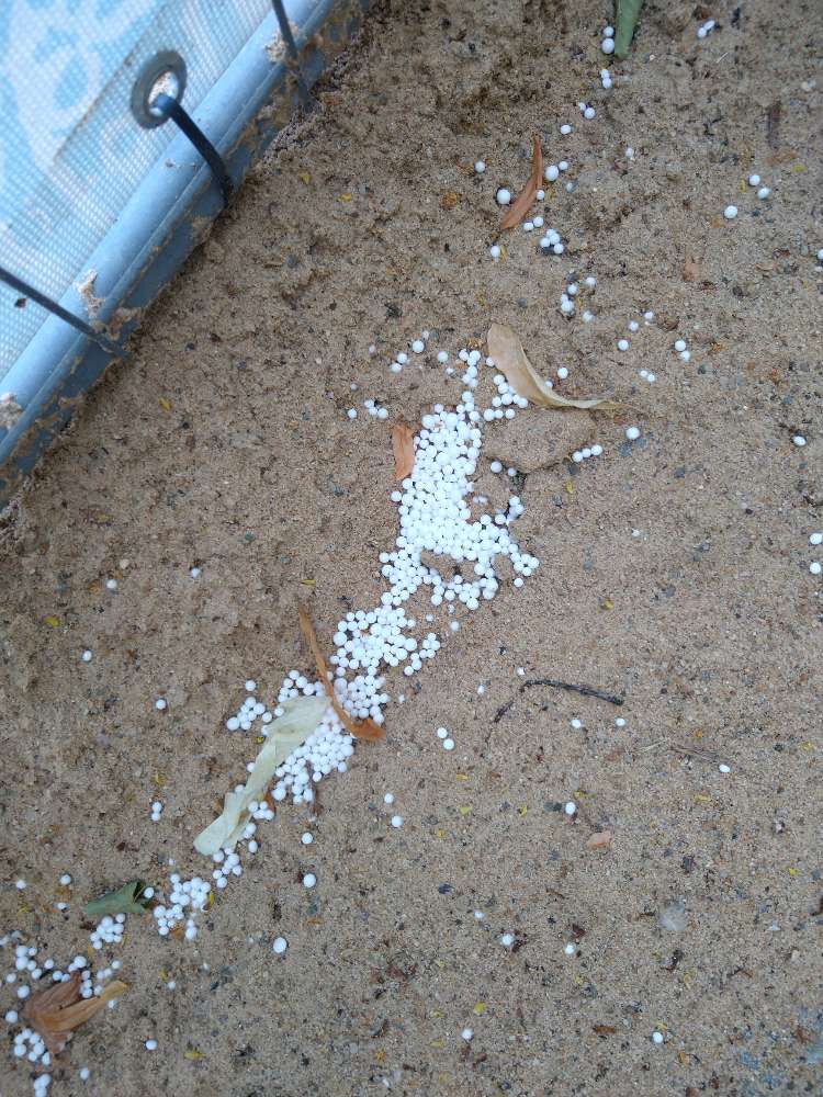 Giftköder-evtl Rattengift am Stadtstrand-Profilbild