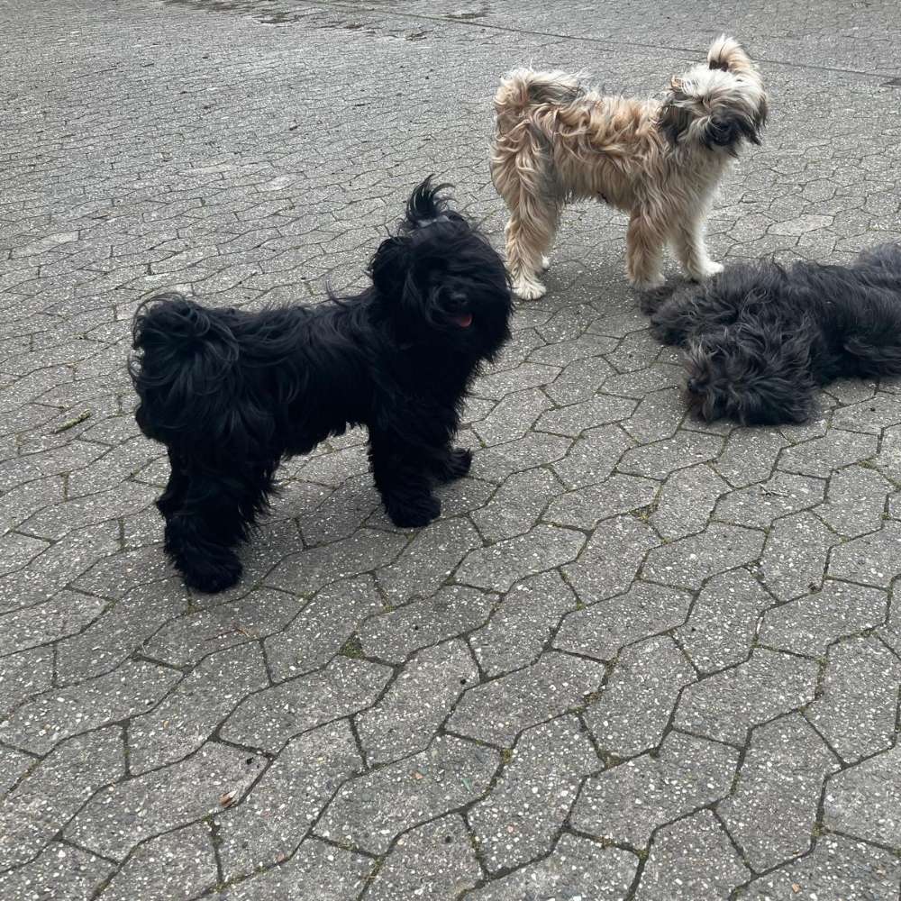 Hundetreffen-Tibet Terrier Treffen in WI und Umgebung-Profilbild
