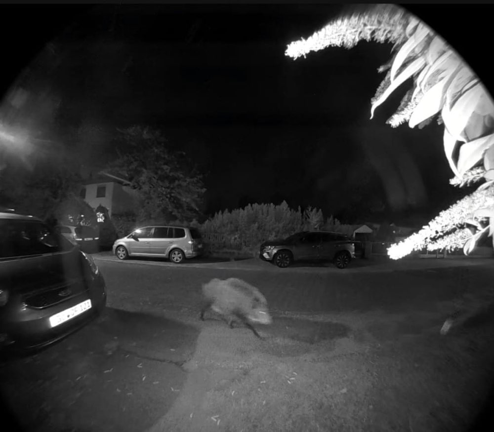 Giftköder-Wildschwein-Profilbild