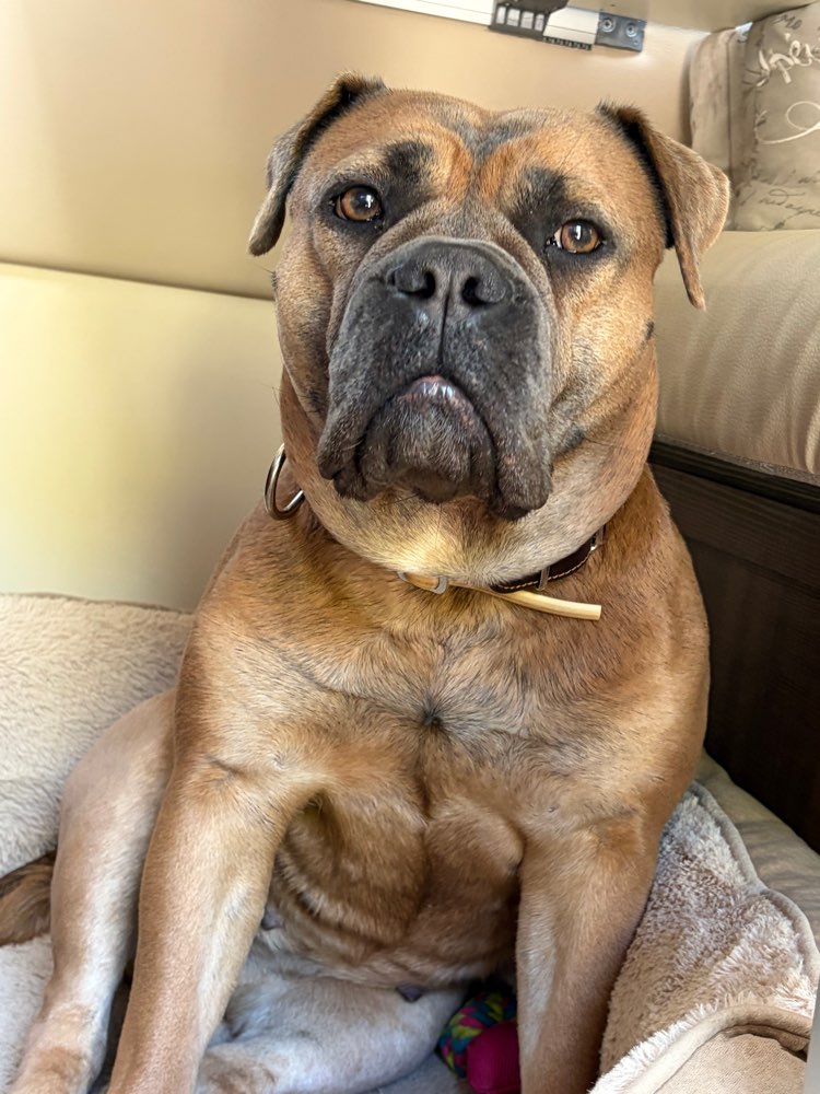 Hundetreffen-Hundetreffen Spandau-Profilbild