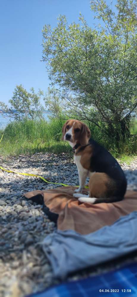 Hundetreffen-Marlo möchte gerne spielen, sehr gerne auch Mal mit einem anderen Beagle ☺️-Profilbild