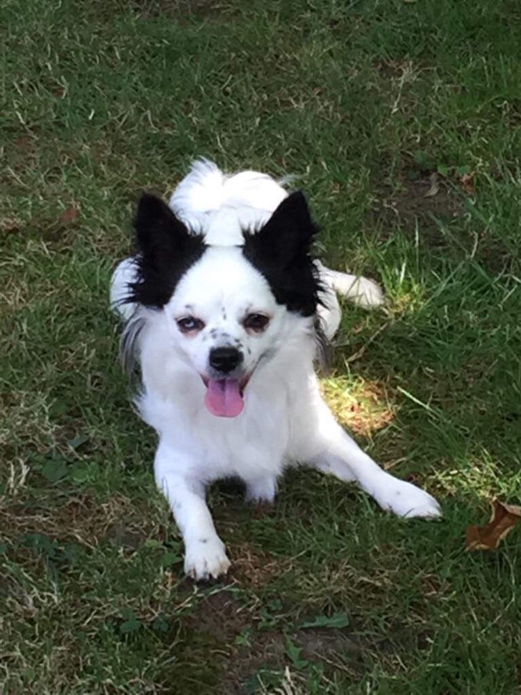 Hundetreffen-Kleine und Mittelgroße Hunde-Profilbild