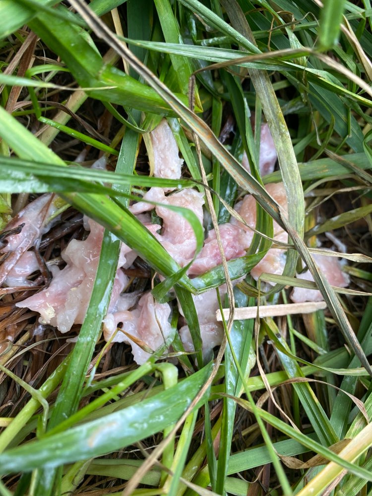 Giftköder-Fleisch / Giftköder-Profilbild