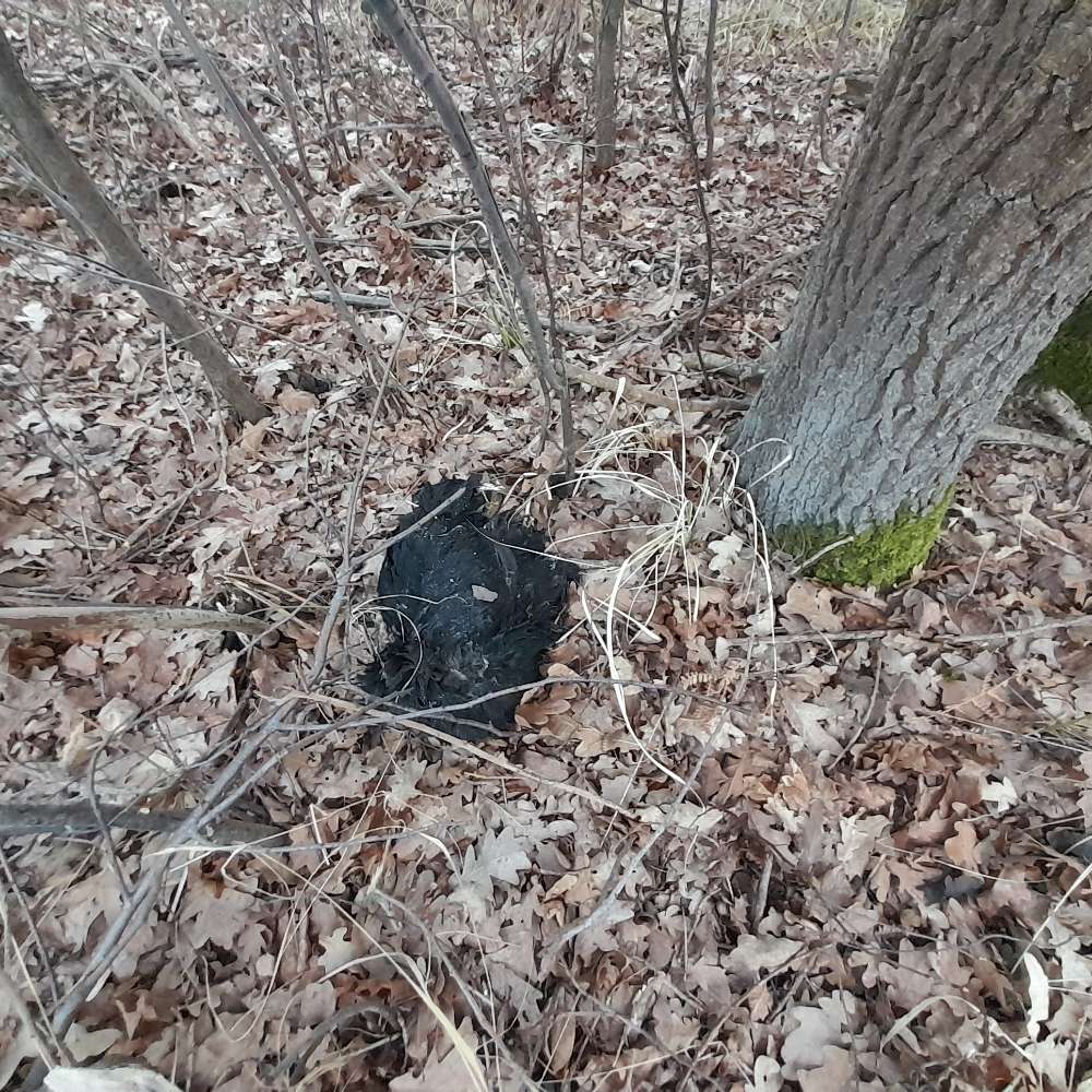 Giftköder-Totes schwarzes Huhn-Profilbild