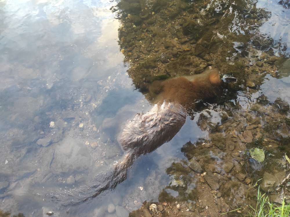 Giftköder-Toter Jungfuchs-Profilbild