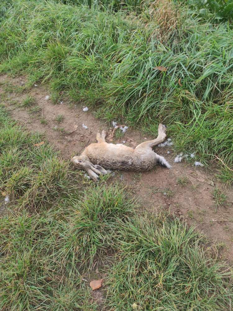 Giftköder-Totes Kaninchen-Profilbild