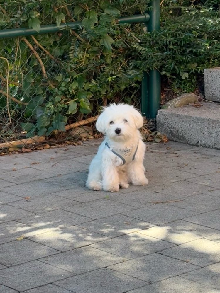 Hundetreffen-Malteser Junghund - Kontrolliertes Begegnungs-Training-Profilbild