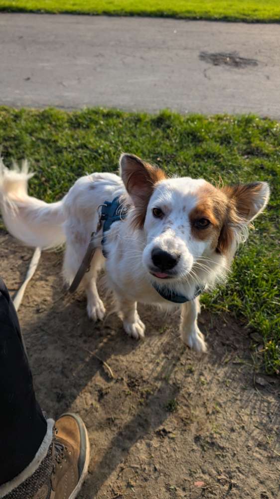 Hundetreffen-Gemeinsames Spazierengehen🐶-Profilbild