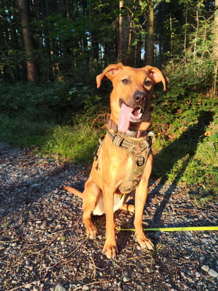 Hundetreffen-Gassi und Spieltreff-Profilbild