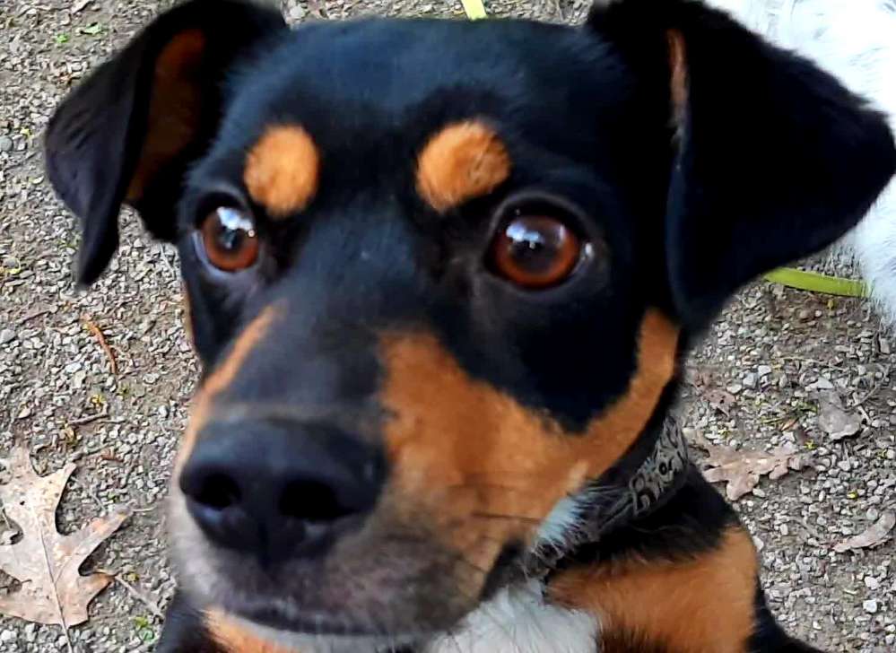 Hundetreffen-Treffen der spielsüchtigen-Profilbild