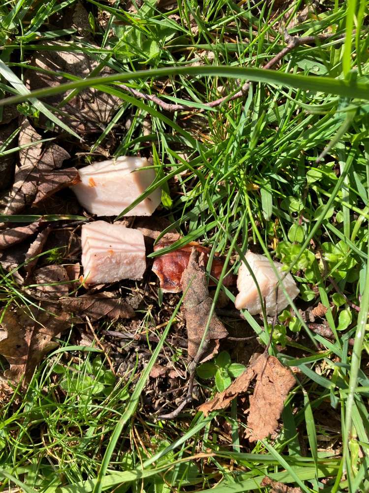 Giftköder-Giftköder-Profilbild