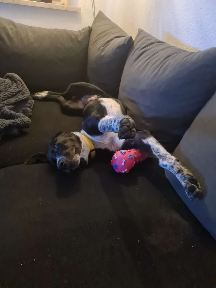 Hundetreffen-Spielkameraden gesucht-Profilbild