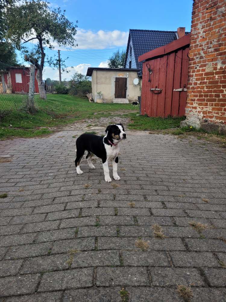 Hundetreffen-Welpentreffen-Profilbild
