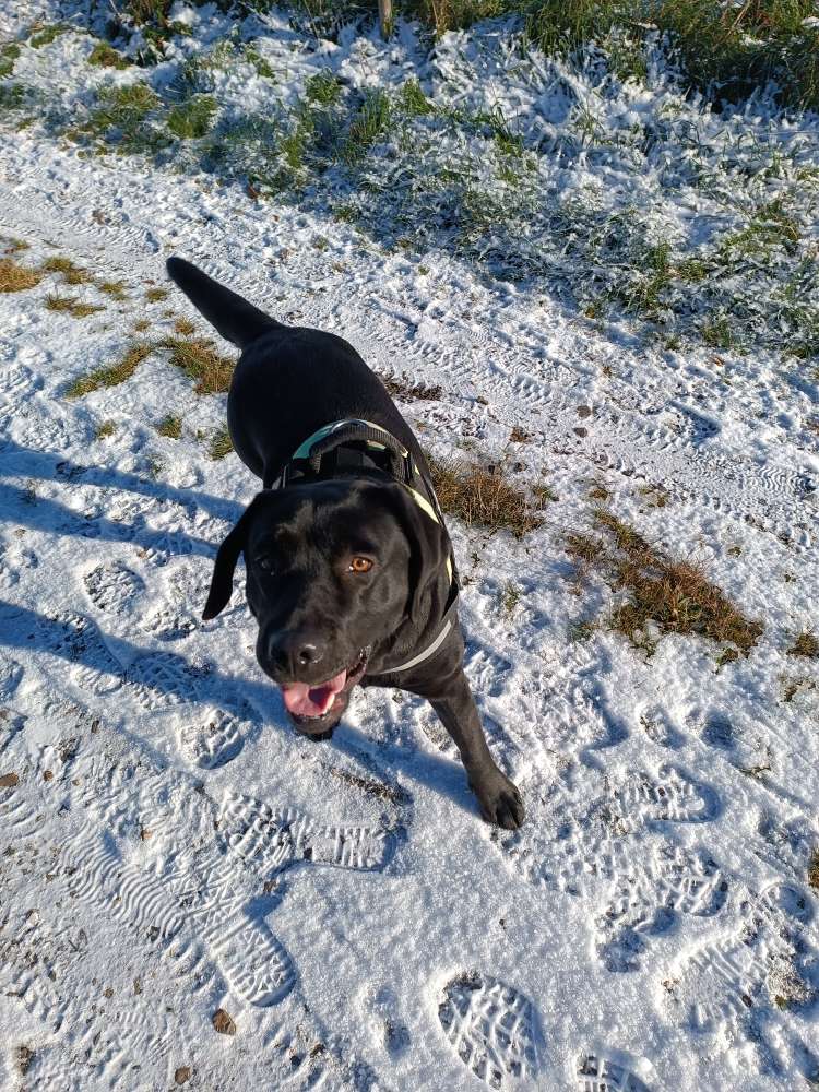 Hundetreffen-Gassifreunde, Üben von Hundebegegnungen und Social Walks gesucht-Profilbild