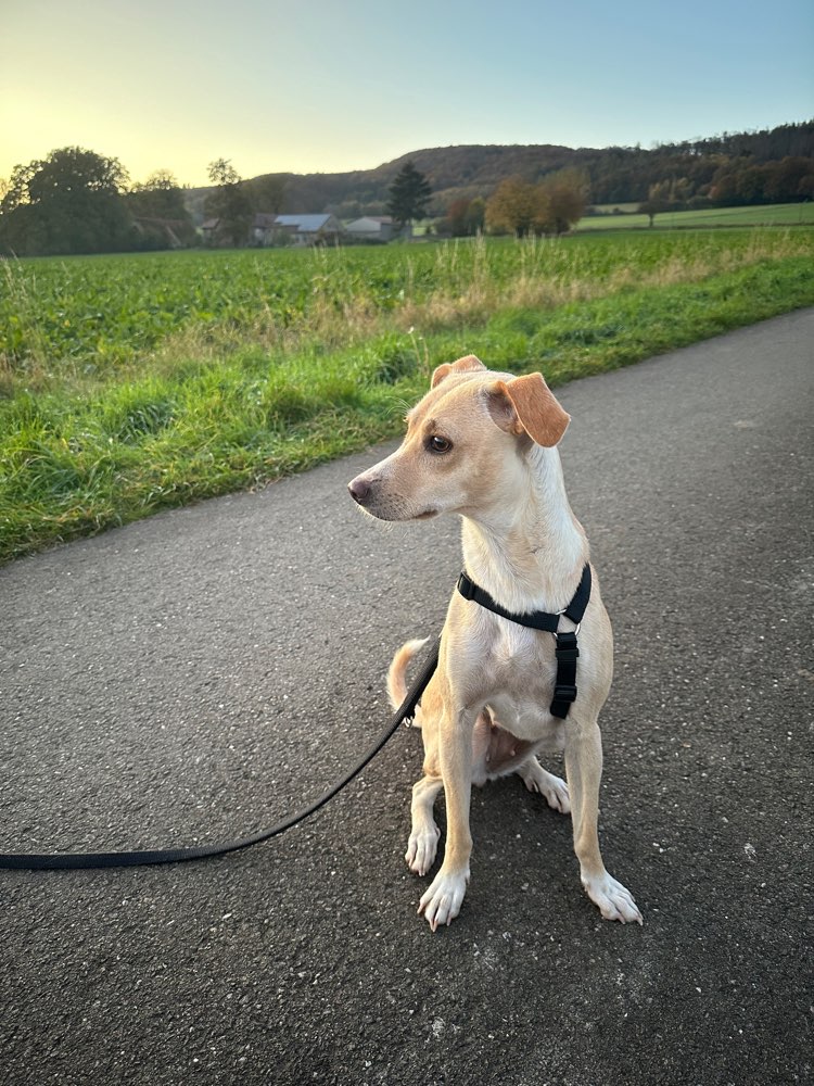 Hundetreffen-Gassi + spielen-Profilbild