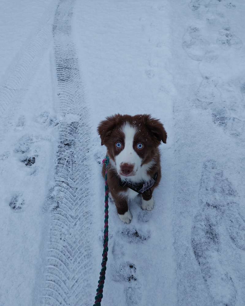 Hundetreffen-Ebby sucht Spielkameraden-Profilbild