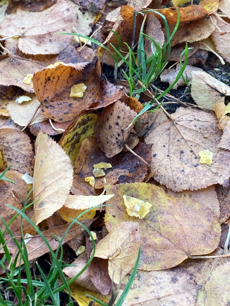 Giftköder-möglicher Giftköder-Profilbild