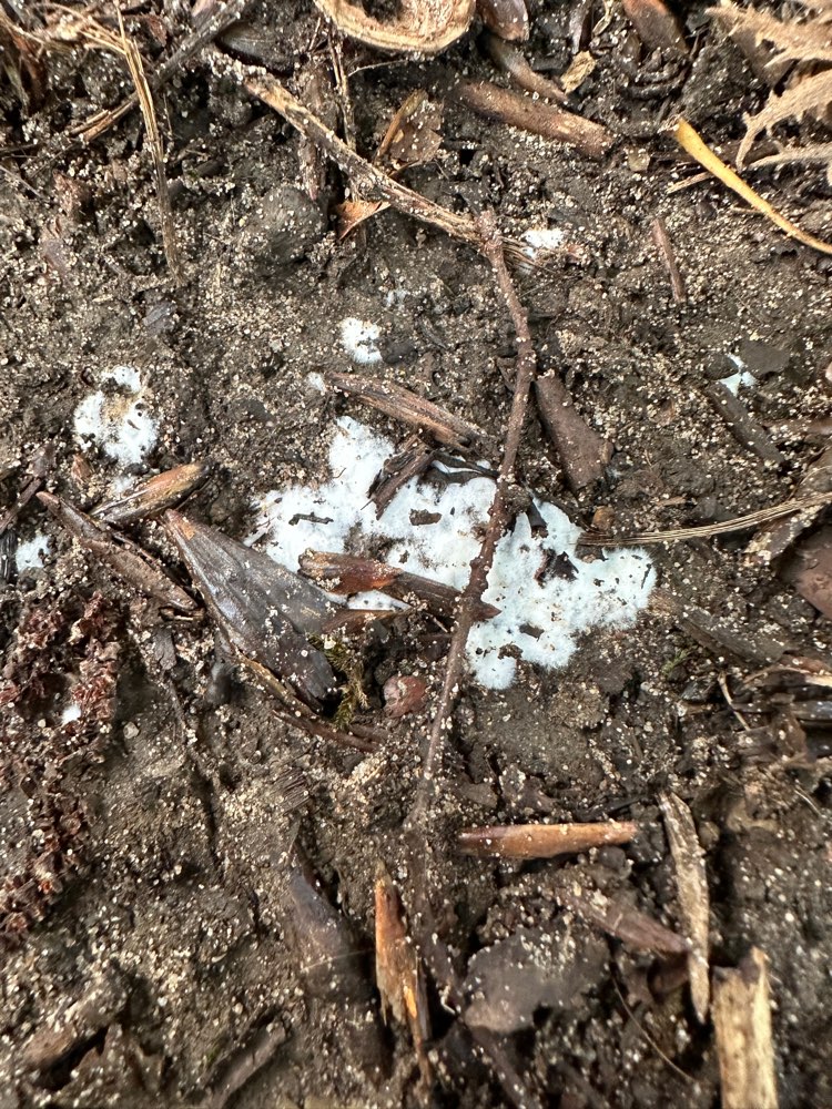 Giftköder-evtl. Giftköder im ganzen Wald-Profilbild