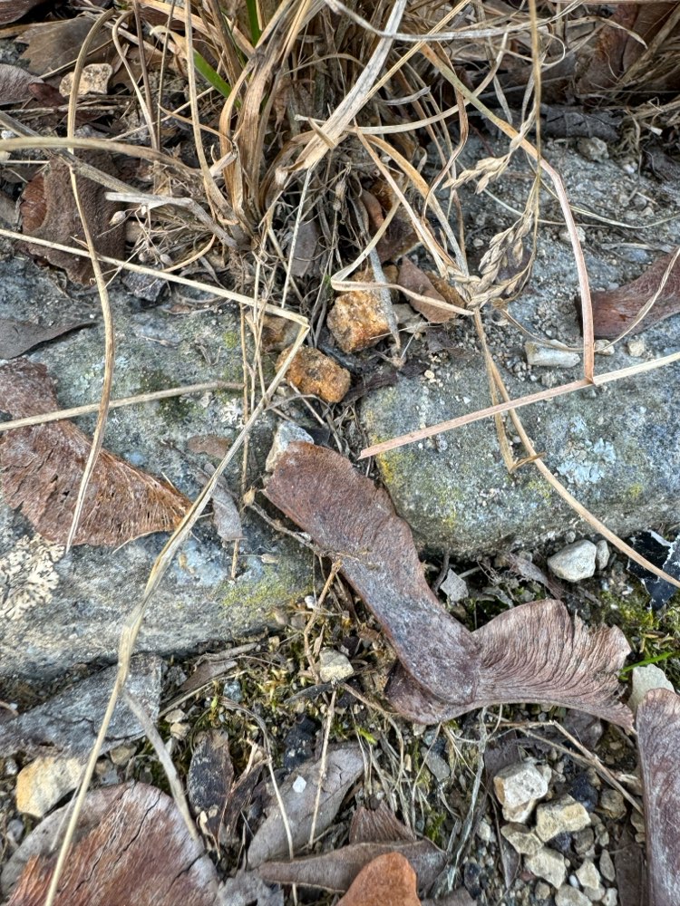 Giftköder-Möglicher Giftköder-Profilbild