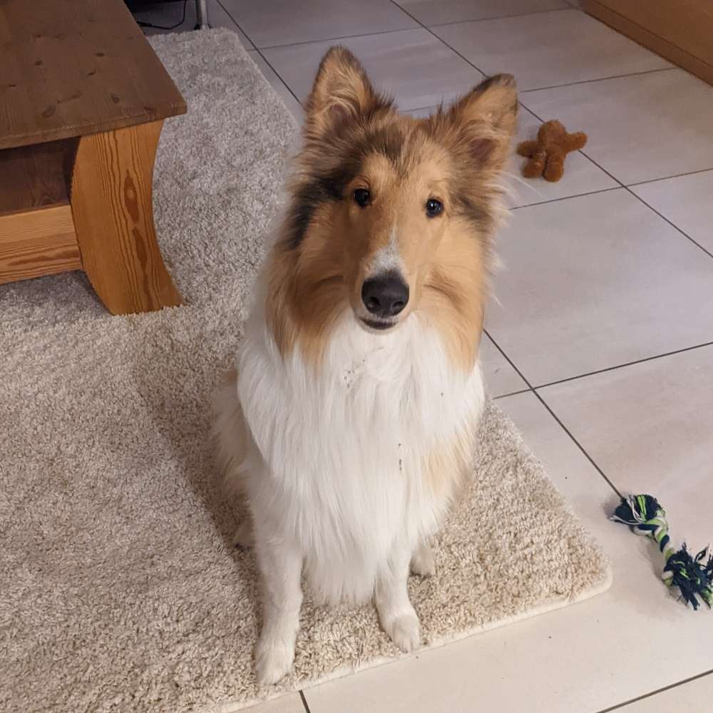 Hundetreffen-Hundetreffen/ spielen in und um Gschwend-Profilbild