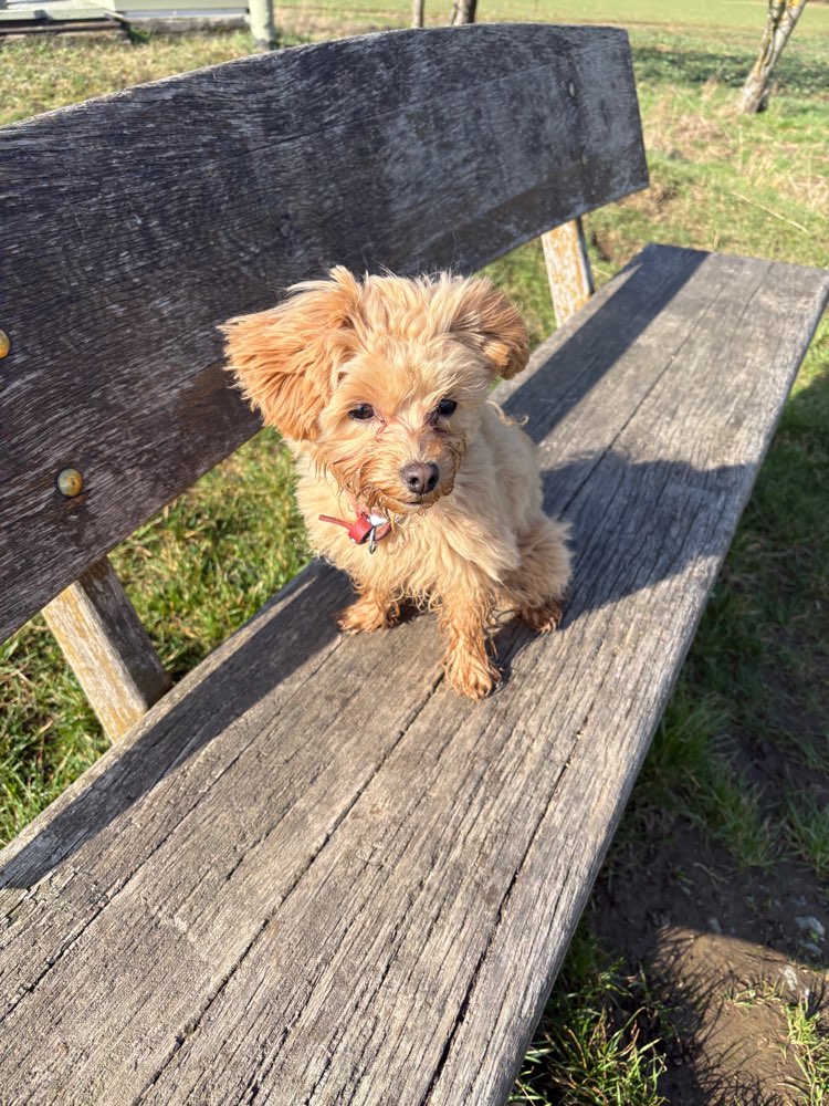 Hundetreffen-Junghunde Treffen/kleinere Spielpartner-Profilbild