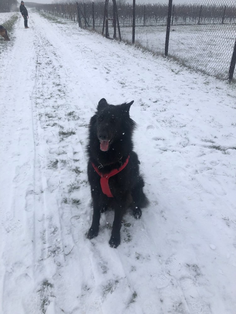 Hundetreffen-Spiel und Gassirunde-Profilbild