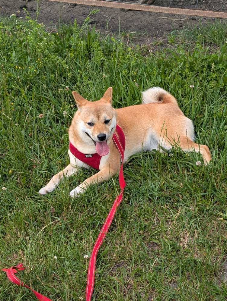 Hundetreffen-Shiba inu Spaziergang-Profilbild