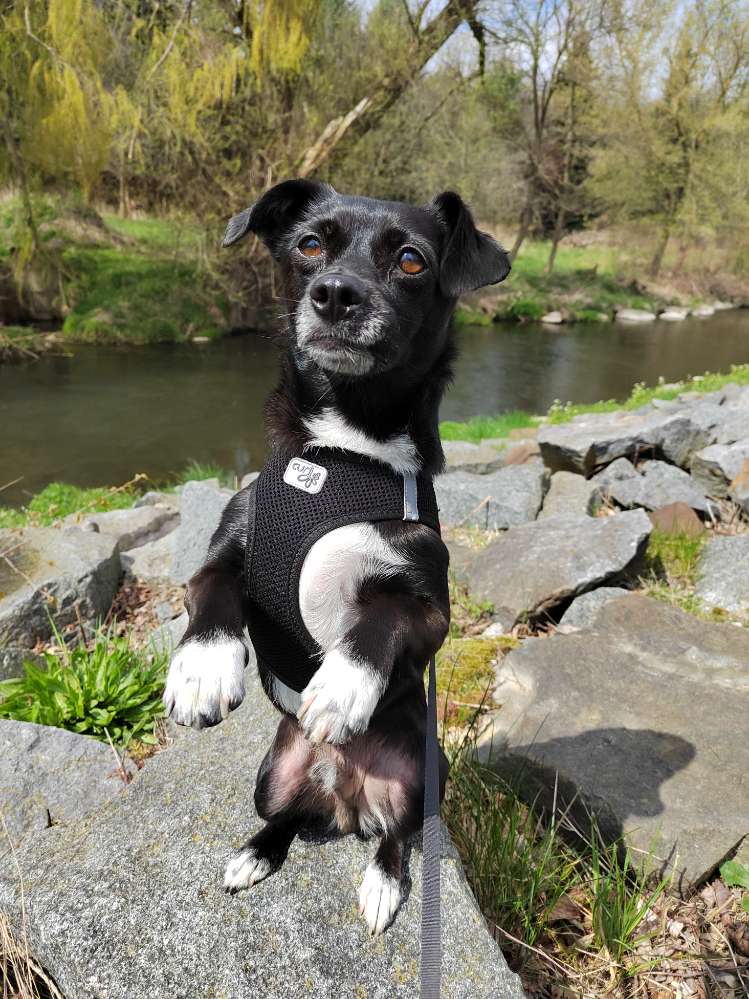 Hundetreffen-Hunde - Freundin zum Spielen und Gassi gesucht in Kehl-Profilbild