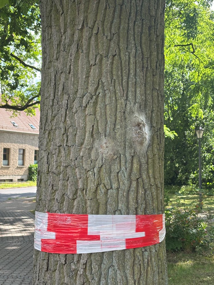 Giftköder-Eichenprozessionsspinner-Profilbild