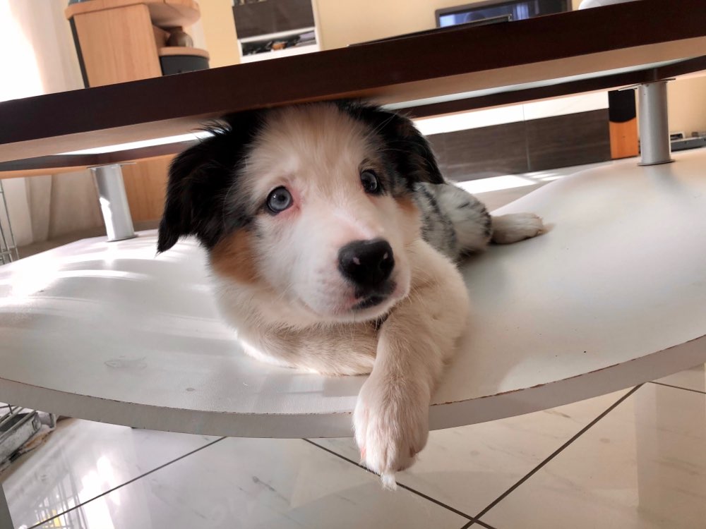 Hundetreffen-Welpentreff in Oggersheim-Profilbild