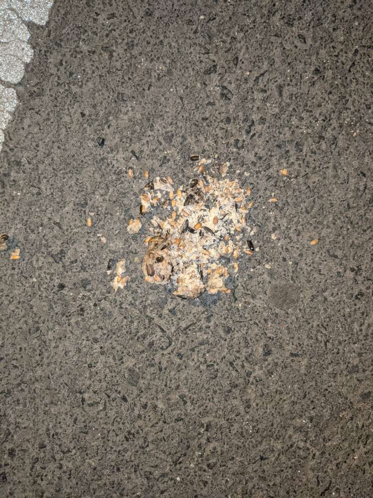 Giftköder-Vorsicht !-Profilbild