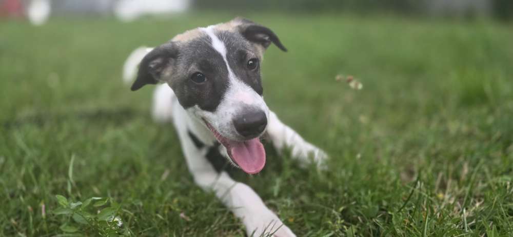 Hundetreffen-Welpentreffen-Profilbild