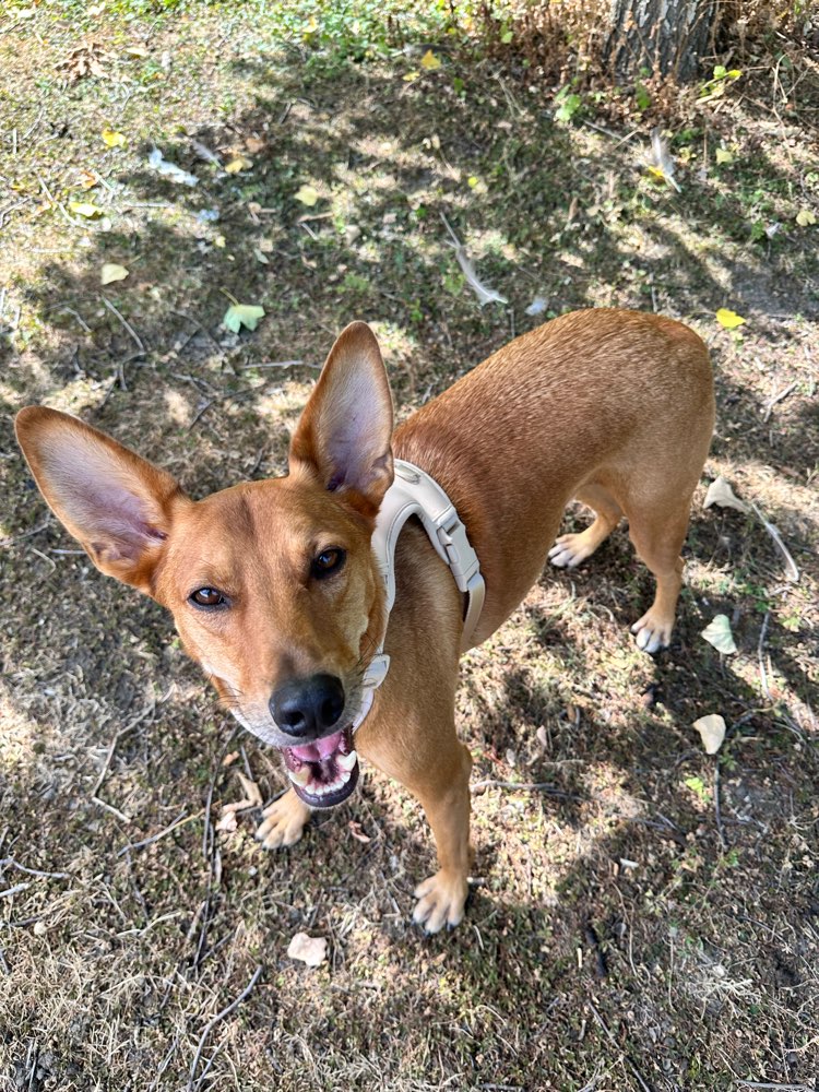 Hundetreffen-Hundekumpel zum Toben und Spazieren gesucht-Profilbild
